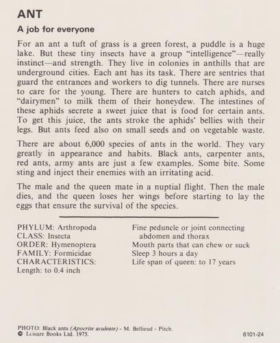 1975-80 Leisure Books Wildlife Treasury #6101-24 Ant Back