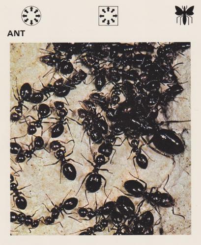 1975-80 Leisure Books Wildlife Treasury #6101-24 Ant Front
