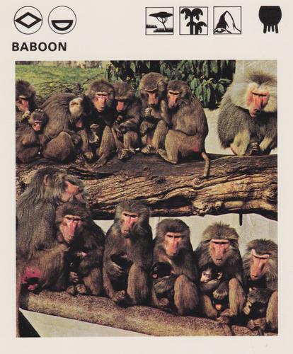 1975-80 Leisure Books Wildlife Treasury #6102-01 Baboon Front
