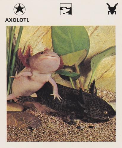 1975-80 Leisure Books Wildlife Treasury #6102-10 Axolotl Front