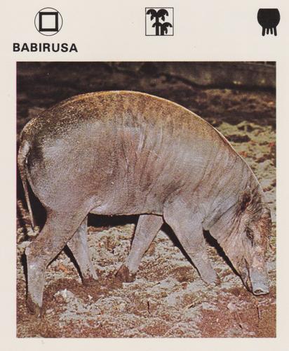 1975-80 Leisure Books Wildlife Treasury #6102-12 Babirusa Front
