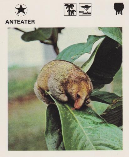 1975-80 Leisure Books Wildlife Treasury #6102-13 Anteater Front