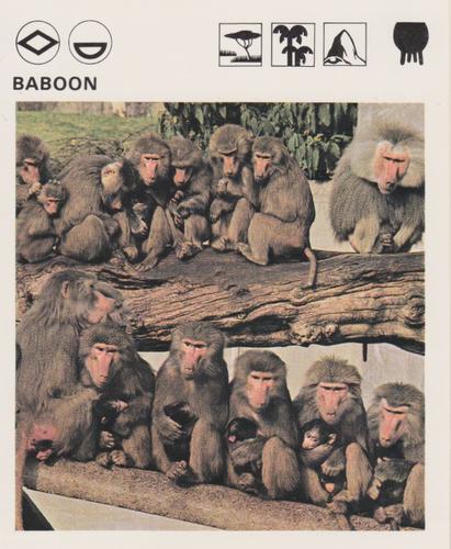 1975-80 Leisure Books Wildlife Treasury #6102-13 Baboon Front