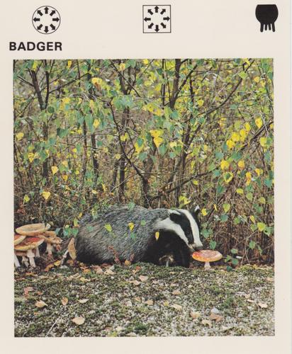 1975-80 Leisure Books Wildlife Treasury #6102-14 Badger Front