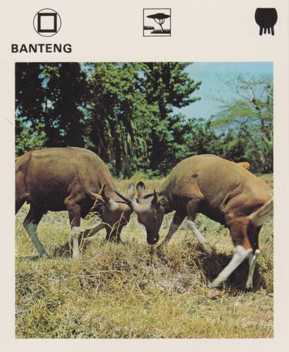 1975-80 Leisure Books Wildlife Treasury #6102-17 Banteng Front