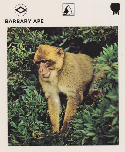 1975-80 Leisure Books Wildlife Treasury #6102-18 Barbary Ape Front