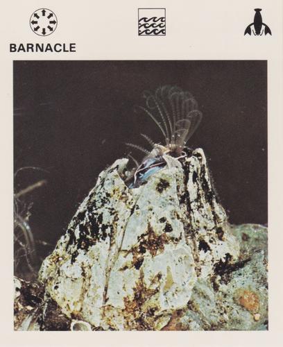 1975-80 Leisure Books Wildlife Treasury #6102-19 Barnacle Front
