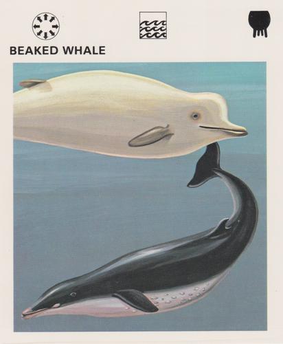 1975-80 Leisure Books Wildlife Treasury #6102-22 Beaked Whale Front