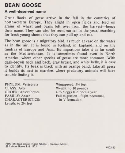 1975-80 Leisure Books Wildlife Treasury #6102-23 Bean Goose Back