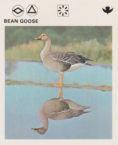 1975-80 Leisure Books Wildlife Treasury #6102-23 Bean Goose Front