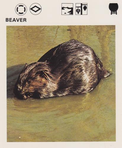 1975-80 Leisure Books Wildlife Treasury #6102-24 Beaver Front