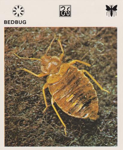 1975-80 Leisure Books Wildlife Treasury #6103-01 Bedbug Front