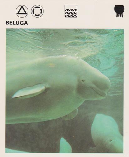 1975-80 Leisure Books Wildlife Treasury #6103-02 Beluga Front
