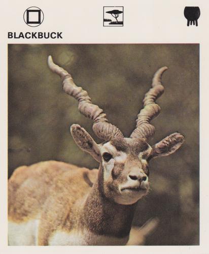 1975-80 Leisure Books Wildlife Treasury #6103-08 Blackbuck Front