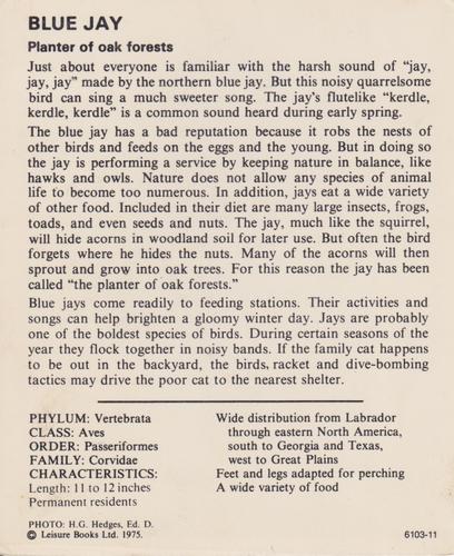 1975-80 Leisure Books Wildlife Treasury #6103-11 Blue Jay Back