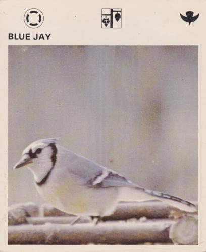 1975-80 Leisure Books Wildlife Treasury #6103-11 Blue Jay Front