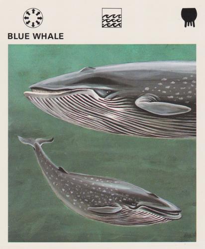 1975-80 Leisure Books Wildlife Treasury #6103-12 Blue Whale Front