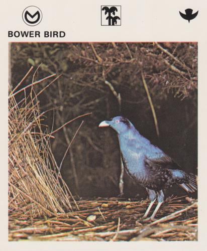 1975-80 Leisure Books Wildlife Treasury #6103-14 Bower Bird Front