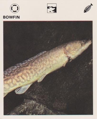 1975-80 Leisure Books Wildlife Treasury #6103-15 Bowfin Front