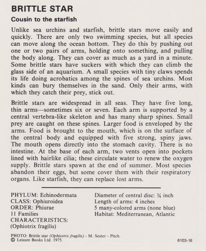 1975-80 Leisure Books Wildlife Treasury #6103-18 Brittle Star Back
