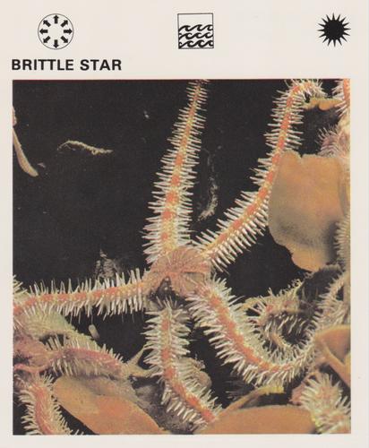 1975-80 Leisure Books Wildlife Treasury #6103-18 Brittle Star Front