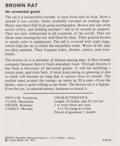 1975-80 Leisure Books Wildlife Treasury #6103-20 Brown Rat Back