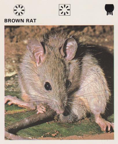 1975-80 Leisure Books Wildlife Treasury #6103-20 Brown Rat Front