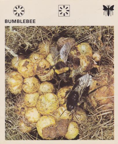 1975-80 Leisure Books Wildlife Treasury #6103-23 Bumblebee Front