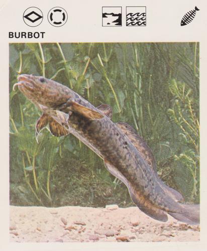 1975-80 Leisure Books Wildlife Treasury #6103-24 Burbot Front
