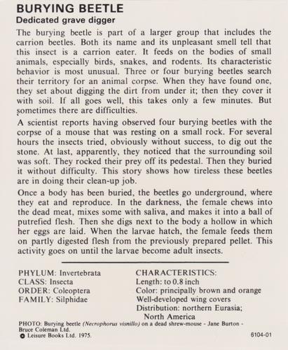 1975-80 Leisure Books Wildlife Treasury #6104-01 Burying Beetle Back