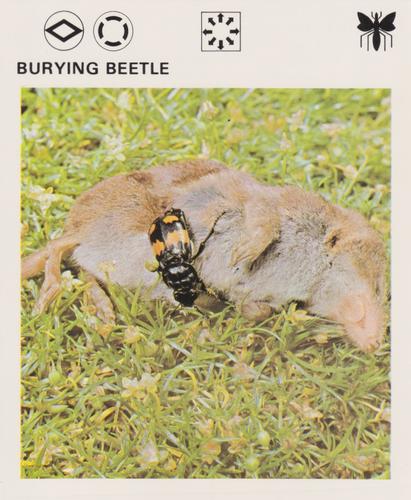 1975-80 Leisure Books Wildlife Treasury #6104-01 Burying Beetle Front