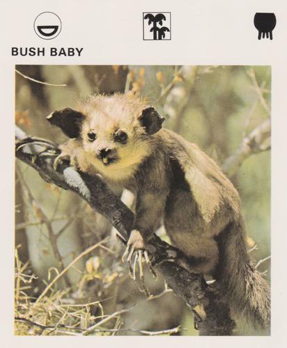 1975-80 Leisure Books Wildlife Treasury #6104-02 Bush Baby Front
