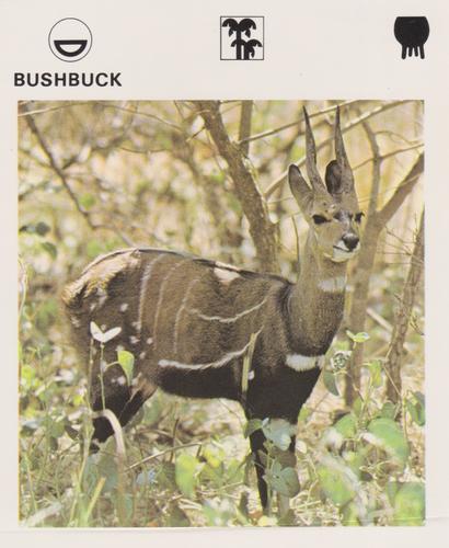 1975-80 Leisure Books Wildlife Treasury #6104-03 Bushbuck Front