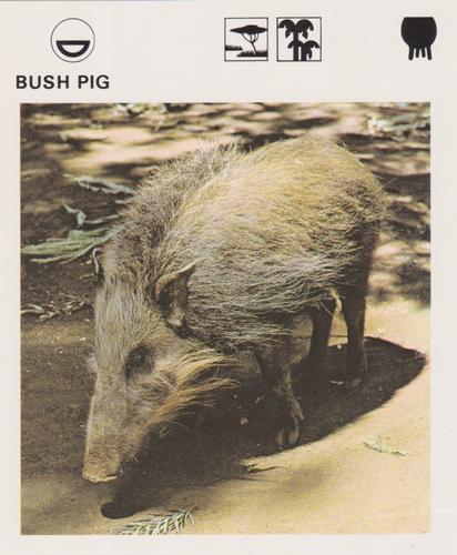 1975-80 Leisure Books Wildlife Treasury #6104-04 Bush Pig Front