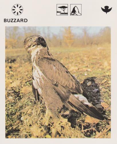 1975-80 Leisure Books Wildlife Treasury #6104-07 Buzzard Front