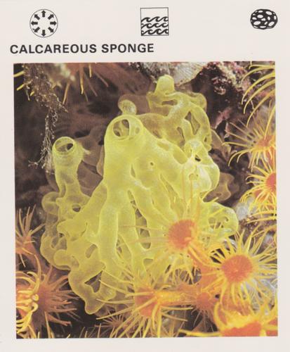 1975-80 Leisure Books Wildlife Treasury #6104-09 Calcareous Sponge Front