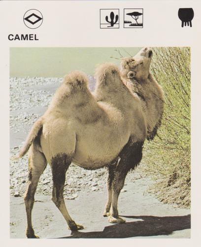 1975-80 Leisure Books Wildlife Treasury #6104-11 Camel Front