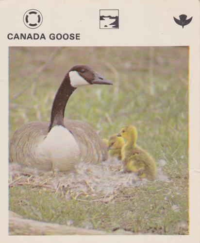 1975-80 Leisure Books Wildlife Treasury #6104-12 Canada Goose Front