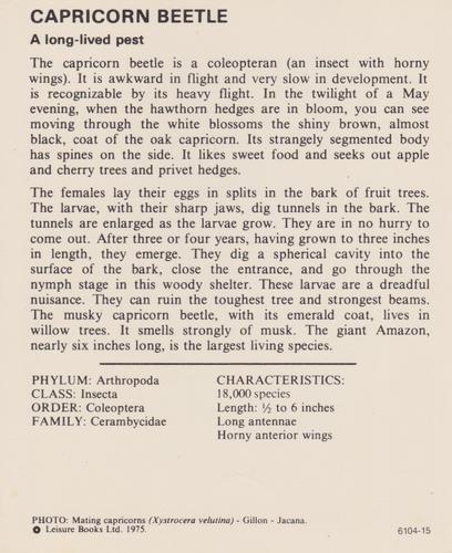 1975-80 Leisure Books Wildlife Treasury #6104-15 Capricorn Beetle Back