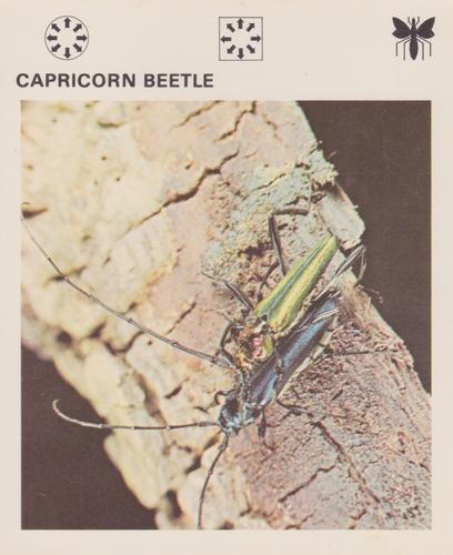 1975-80 Leisure Books Wildlife Treasury #6104-15 Capricorn Beetle Front