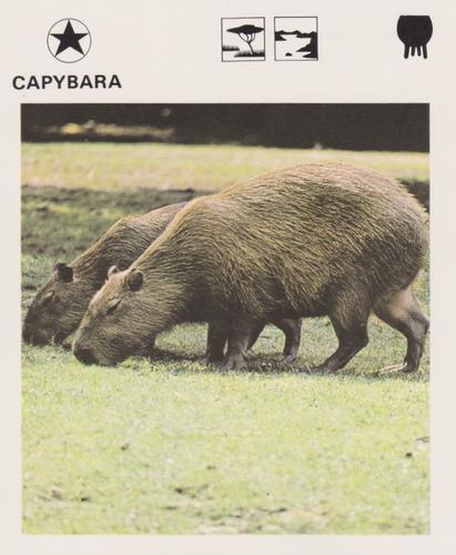 1975-80 Leisure Books Wildlife Treasury #6104-17 Capybara Front