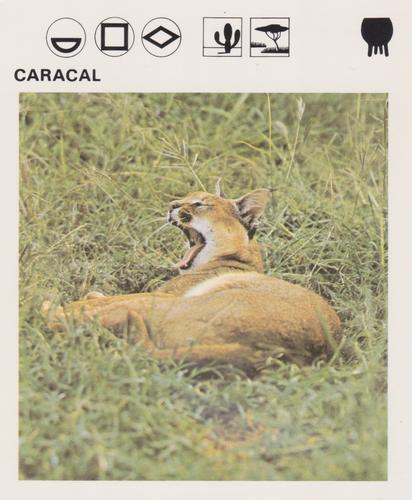 1975-80 Leisure Books Wildlife Treasury #6104-18 Caracal Front