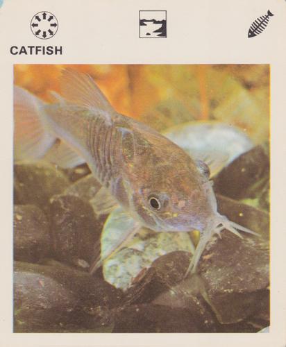 1975-80 Leisure Books Wildlife Treasury #6104-22 Catfish Front