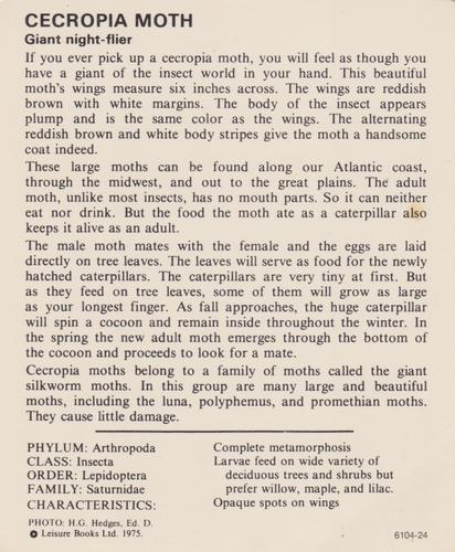 1975-80 Leisure Books Wildlife Treasury #6104-24 Cecropia Moth Back