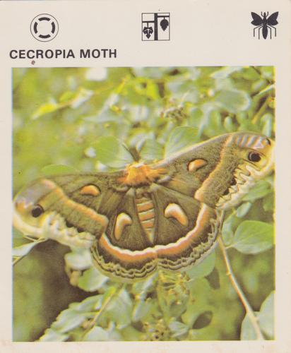 1975-80 Leisure Books Wildlife Treasury #6104-24 Cecropia Moth Front