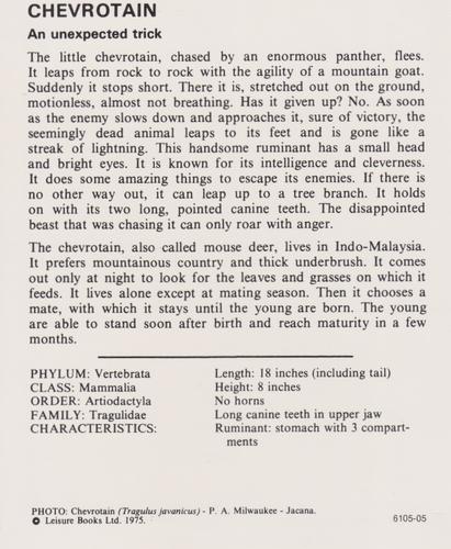 1975-80 Leisure Books Wildlife Treasury #6105-05 Chevrotain Back