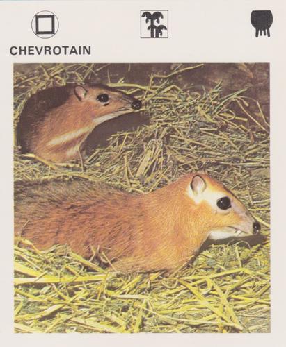 1975-80 Leisure Books Wildlife Treasury #6105-05 Chevrotain Front