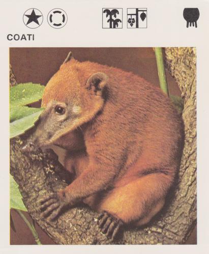 1975-80 Leisure Books Wildlife Treasury #6105-13 Coati Front