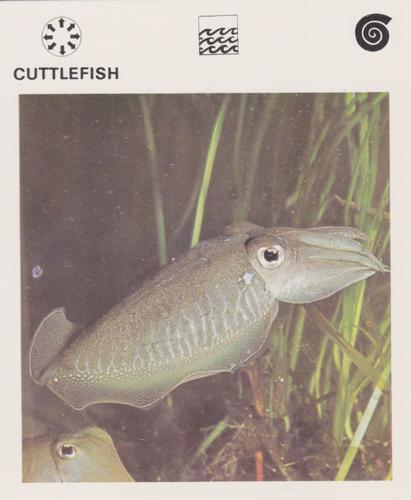 1975-80 Leisure Books Wildlife Treasury #6106-21 Cuttlefish Front
