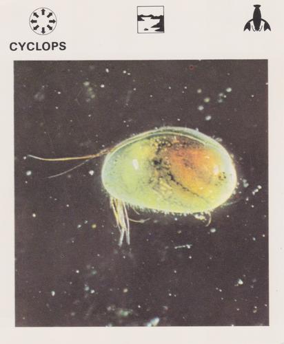 1975-80 Leisure Books Wildlife Treasury #6106-22 Cyclops Front